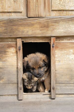 small cat and small dog are resting in their house の写真素材