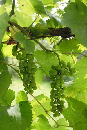 nice green grapes from the early summer の写真素材