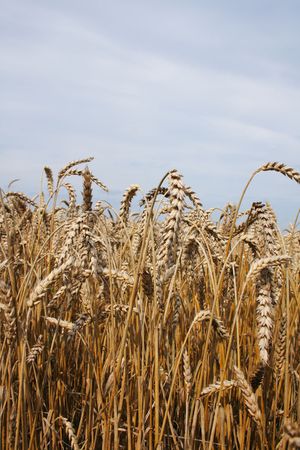 autumnal golden corn from the czech republic の写真素材