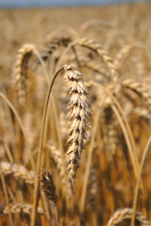 autumnal golden corn from the czech republic の写真素材