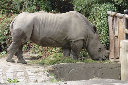 nice rhino from the ZOO of Ostrava の写真素材