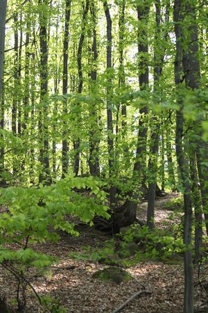 very nice spring forest from the czech republicの写真素材