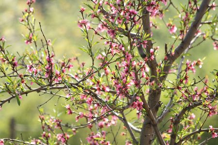 peach  flowers as very nice spring backgroundの写真素材