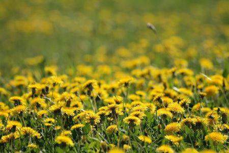 dandelion flowers as very nice spring natural backgroundの写真素材