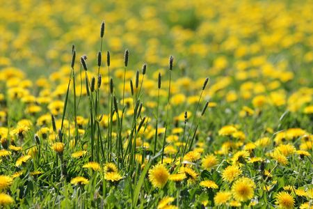 dandelion flowers as very nice spring natural backgroundの写真素材