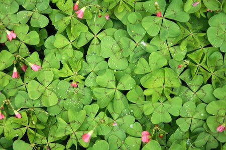 green leaves and flowers as natural backgroundの写真素材