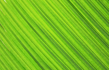 green leaf background from the palm treeの写真素材