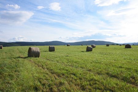 czech summer country with the green grassの写真素材