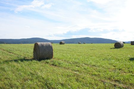 czech summer country with the green grassの写真素材
