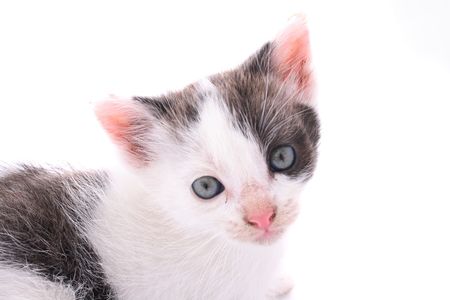 small cat isolated on the white backgroundの写真素材