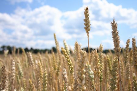 golden corn with the blue sky from czech republicの写真素材