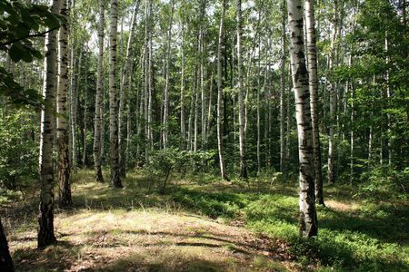 green spring forest in the czech republicの写真素材