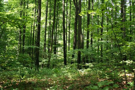 green spring forest in the czech republicの写真素材
