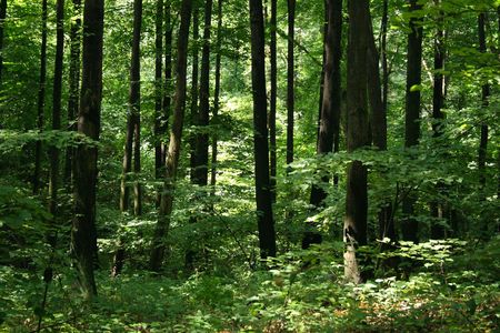green spring forest in the czech republicの写真素材