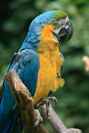 blue and yellow parrot in the nature の写真素材