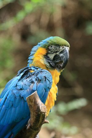 very nice blue and yellow parrot in the natureの写真素材