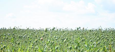 poppy field as very nice natural backgroundの写真素材