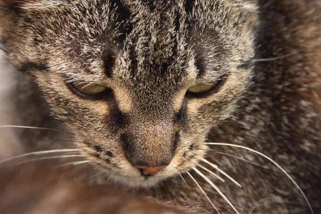head of cat face as nice animal backgroundの写真素材