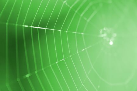 nice spider net from the spring forest 