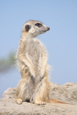 nice small suricata from the Prague ZOOの写真素材