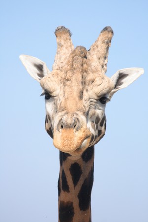 nice girafe head from the Prague ZOOの写真素材