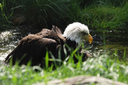 USA symbol - eagle from the Prague ZOOの写真素材