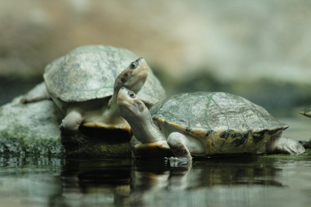 two small turtles from the Prague ZOOの写真素材