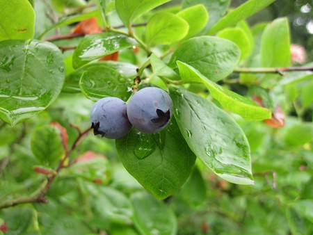 blueberries from the nature in the rainの写真素材
