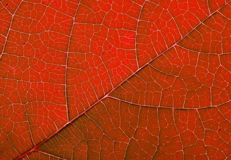 leaf structure as beautiful red backgroundの写真素材