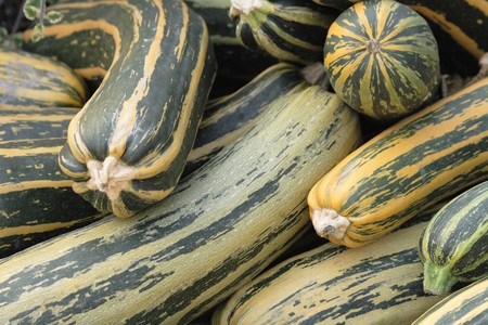fresh pumpkins as very nice natural backgroundの写真素材