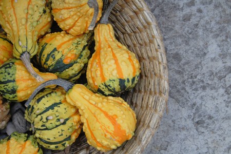 fresh pumpkins as very nice natural backgroundの写真素材