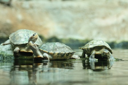small turtles as friends in the water の写真素材