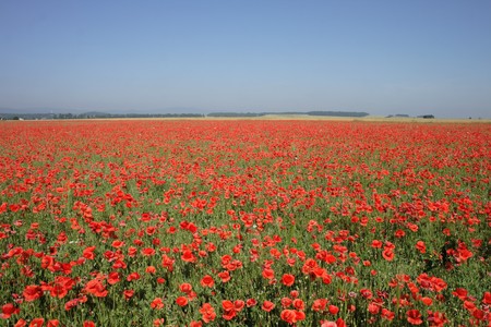 red poppy flower as nice natural backgroundの写真素材