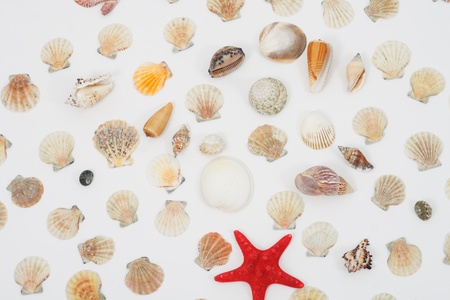 nice sea shells on the white background の写真素材