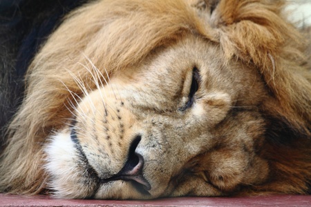 detail of head lion (sleeping and resting)