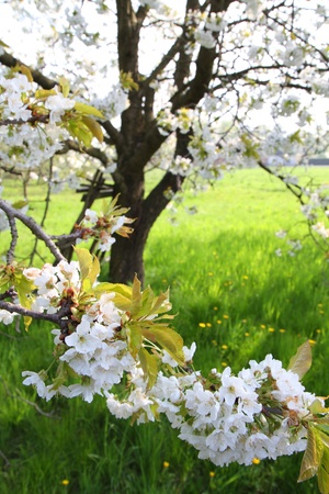 apple flowers as very nice spring backgroundの写真素材