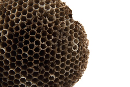 wasp nest background isolated on the white backgroundの写真素材