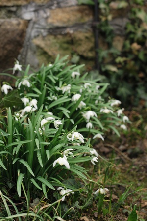 first spring flowers as nice plant backgroundの写真素材