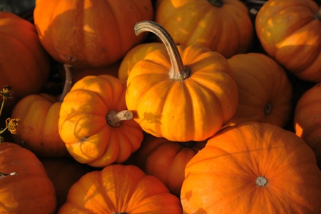 pumpkins as very nice farm autumn backgroundの写真素材