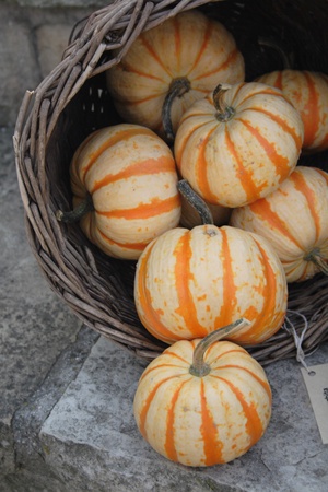 pumpkins as very nice farm autumn backgroundの写真素材