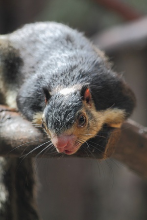 very nice exotic squirrel is waiting for foodの写真素材