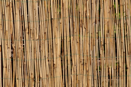 bamboo background as very nice natural texture の写真素材