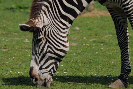 zebra head from the exotic garden and the grassの写真素材