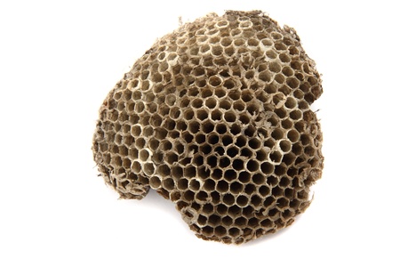 part of wasp nest isolated on  the white backgroundの写真素材