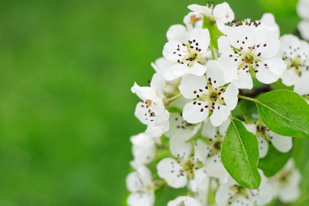 white spring flowers on the green background の写真素材