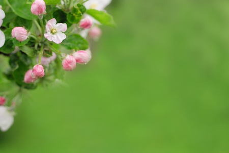 white spring flowers on the green background の写真素材