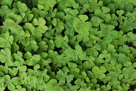 very nice green leafy background from the nature の写真素材