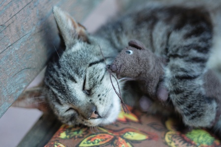cat and the her mouse toy are sleepingの写真素材