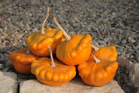 autumn pumpkins asn nice natural food backgroundの写真素材