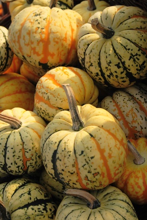 autumn pumpkins asn nice natural food backgroundの写真素材